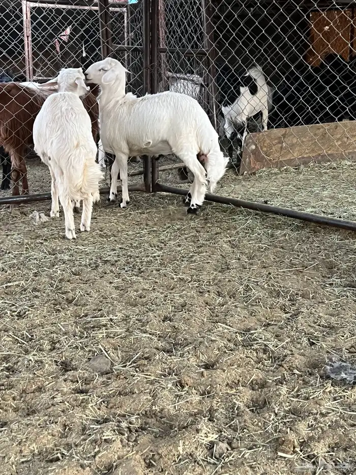 خروفين كفو كفو 2