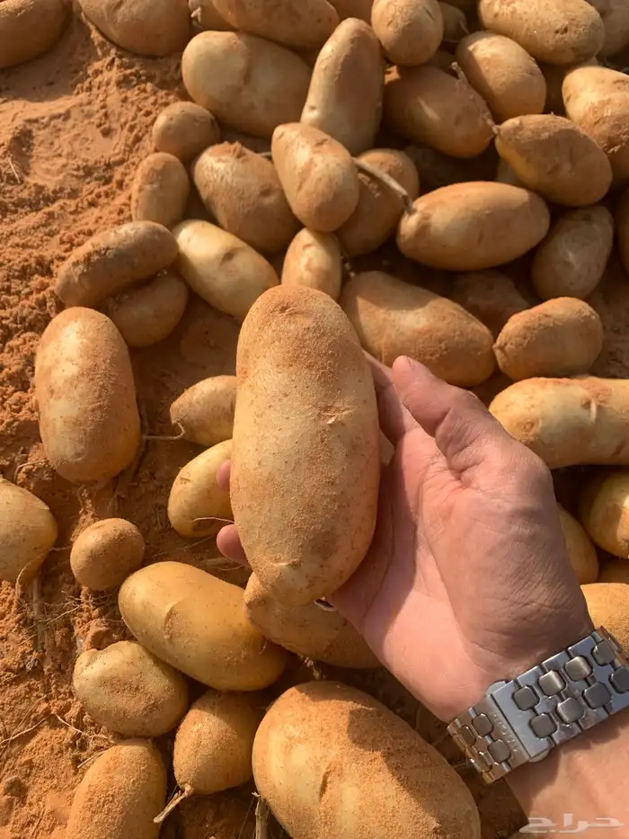 بطاطس 4