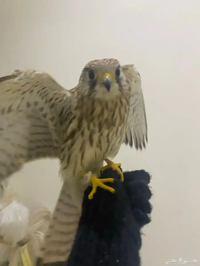 للبيع باش مدرب35 3