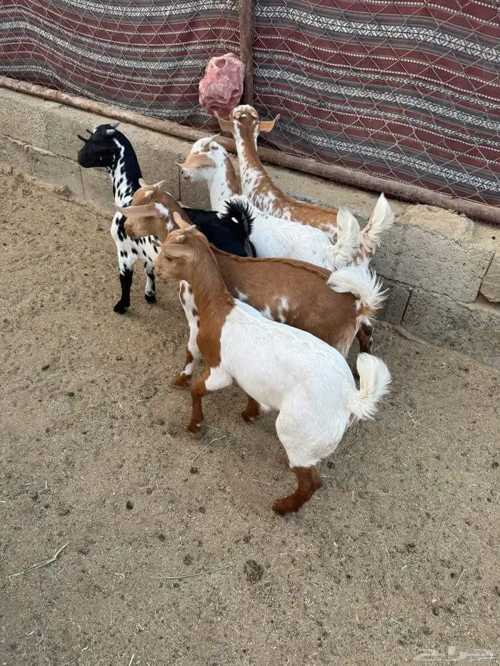 عرس حص تيوس وعناق 0