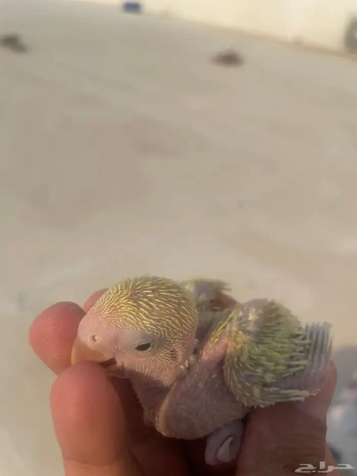 فرخ روز لا يجي إلى الصامل 2