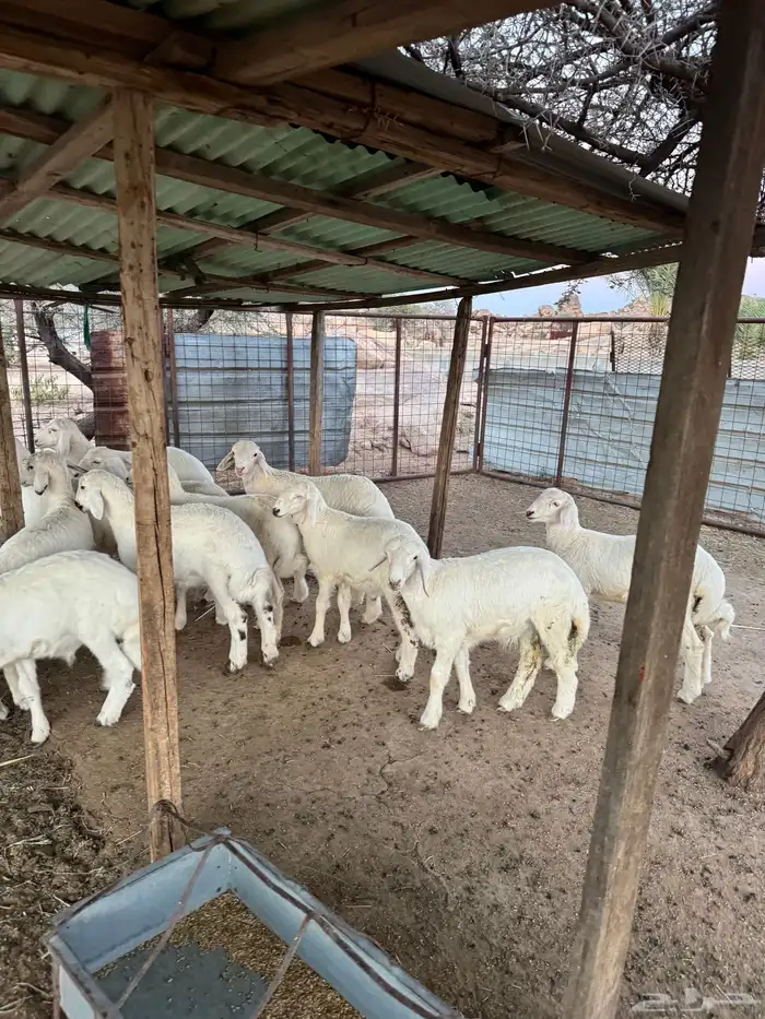 بهم قطعه وشكل فاخر 7