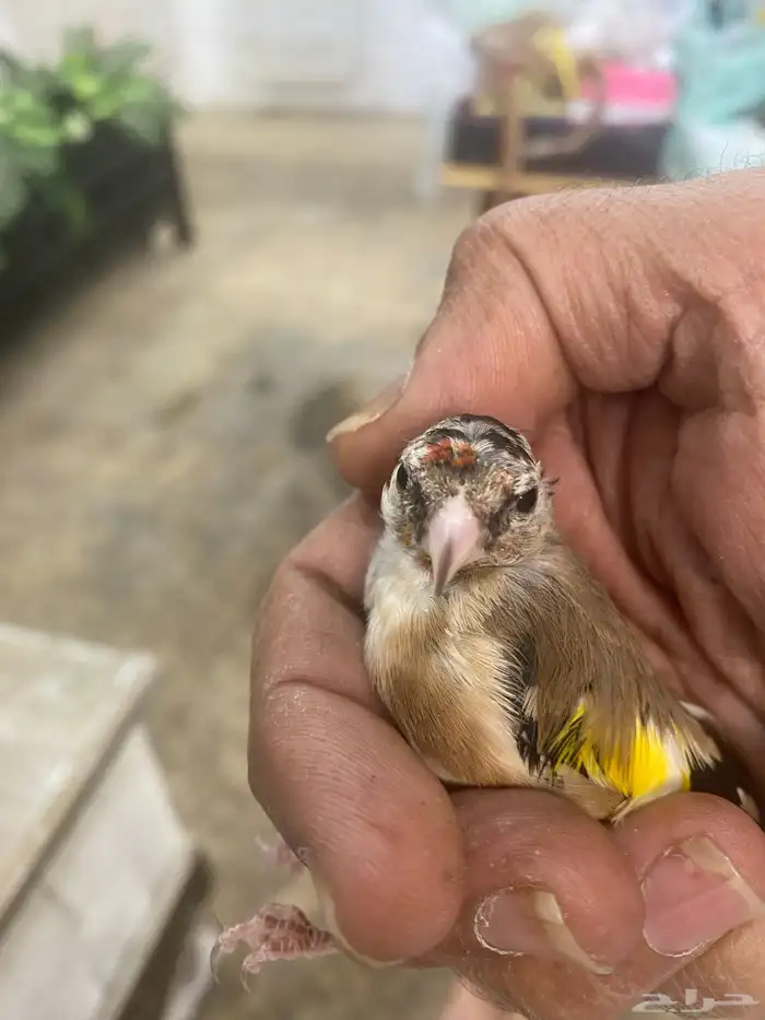 حسون فرخ سوري تم البيع 0