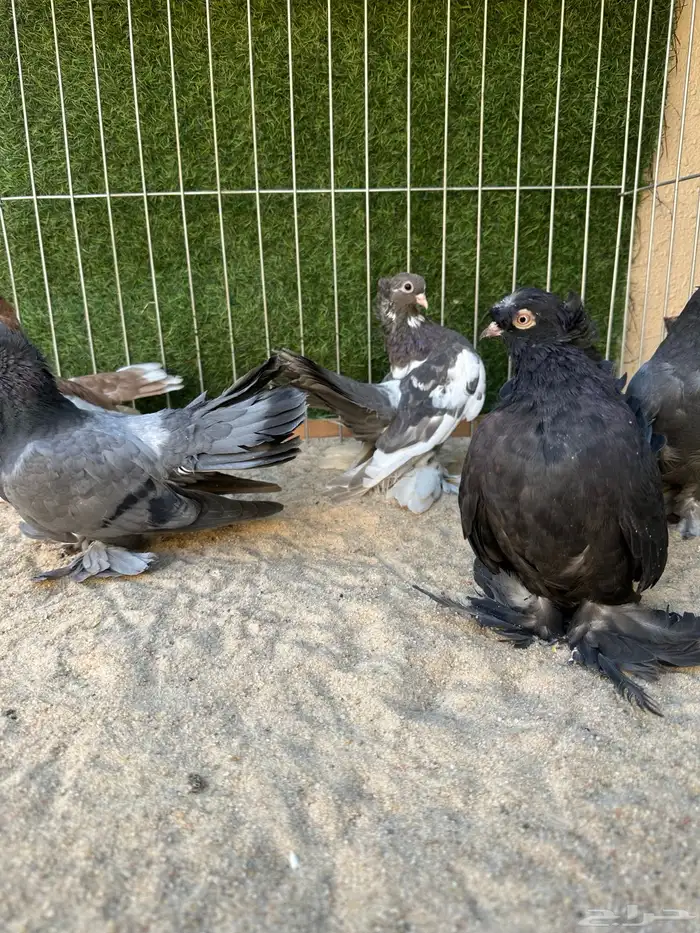 مجموعه حمام زينه فاخر 7