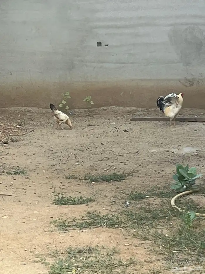 2 ديك ودجاجه للبيع 3