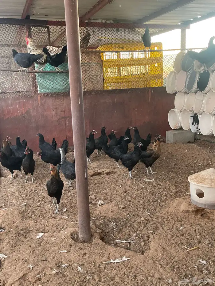 دجاج العدد 150 الصحه والبيض شرط 3