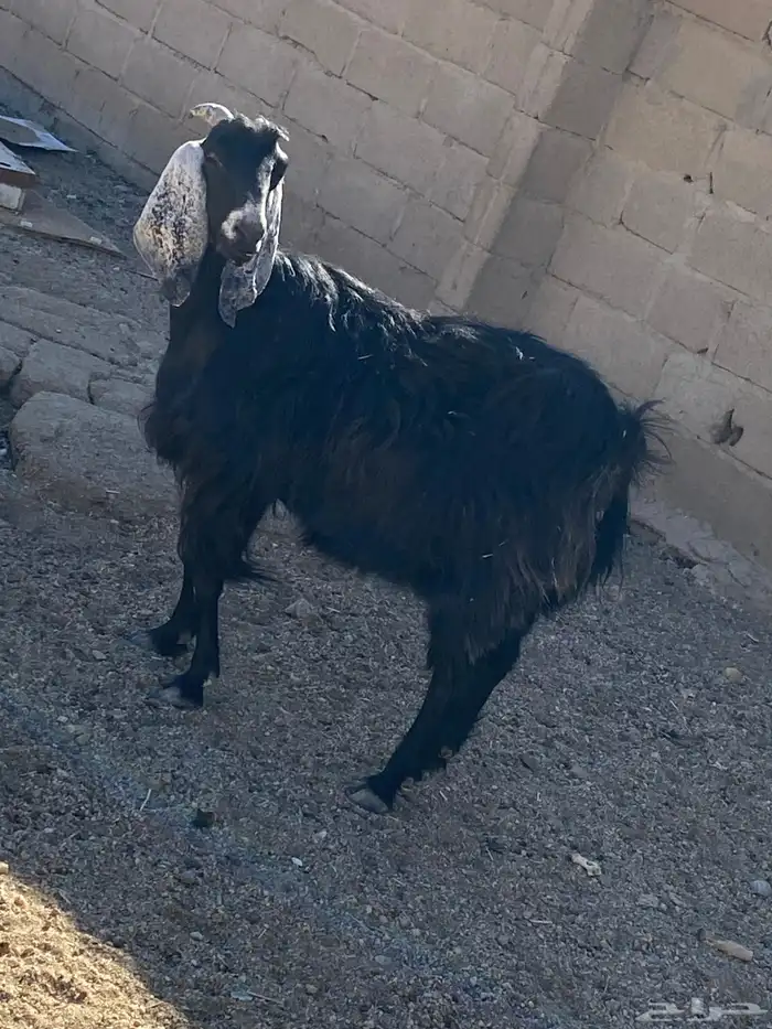 عنز طيبه دافع لها فوق الشهرين عل كلام رعيها سليمه 3