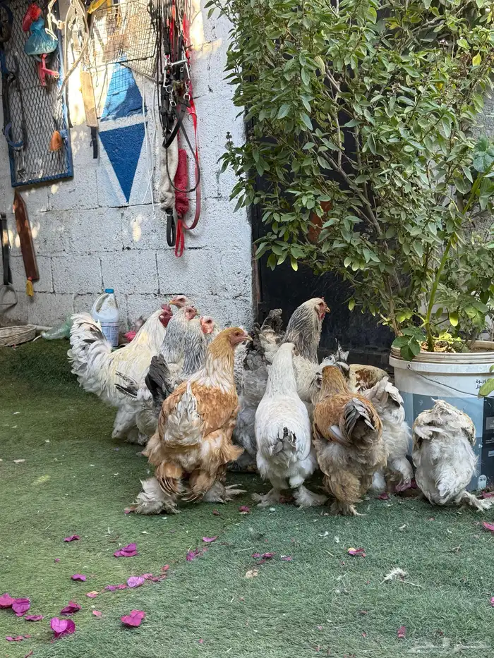 دجاج براهما 1