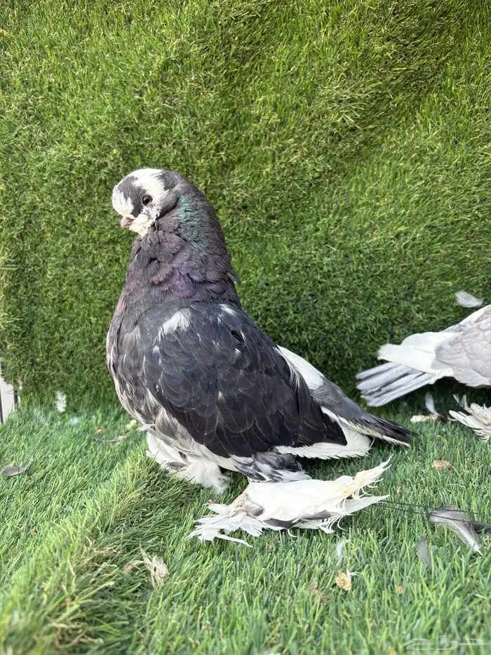 حمام لونق فيس 2