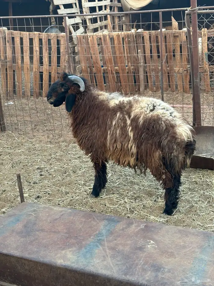 خرفان نعيم جذعان 1