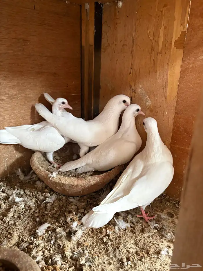 جوز صنعاني ابو شيبه 2