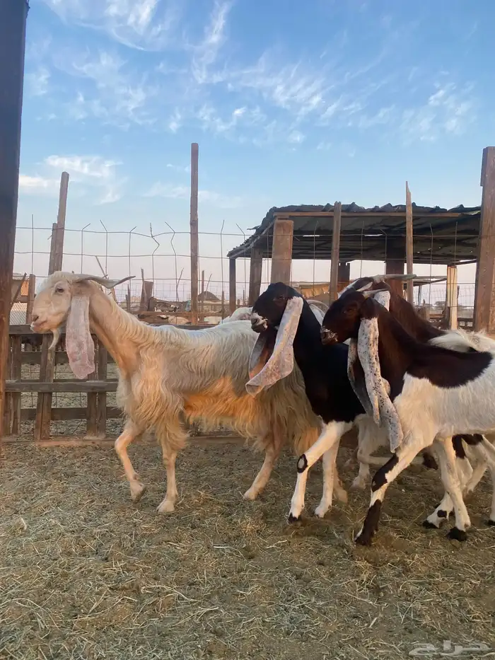 للبيع معزا مشاريك وهولنديه صنف الصنف 2