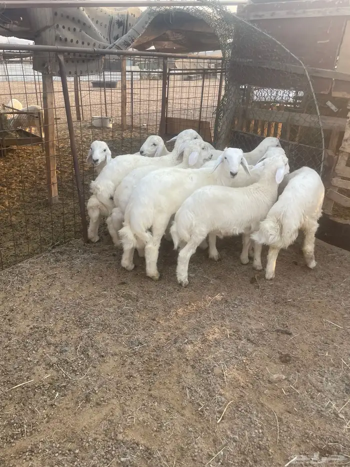 بهم حري نظيف 3