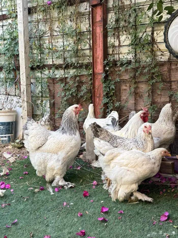 دجاج براهما 8