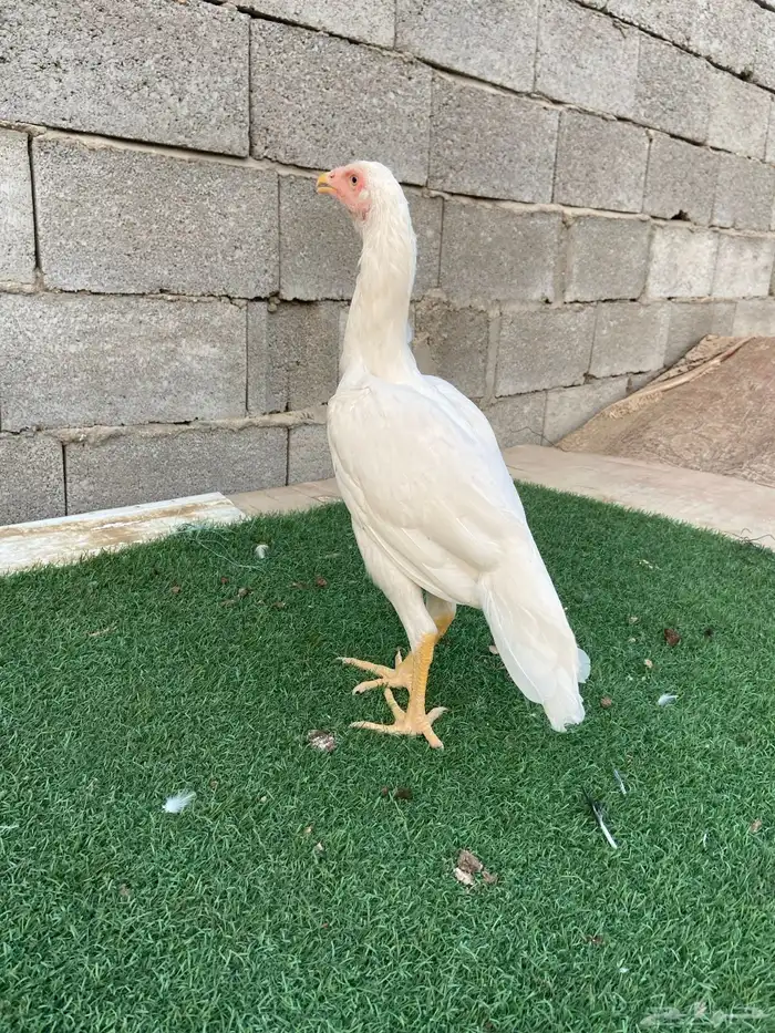 دجاجتين سندي نسل عم غبشان 3