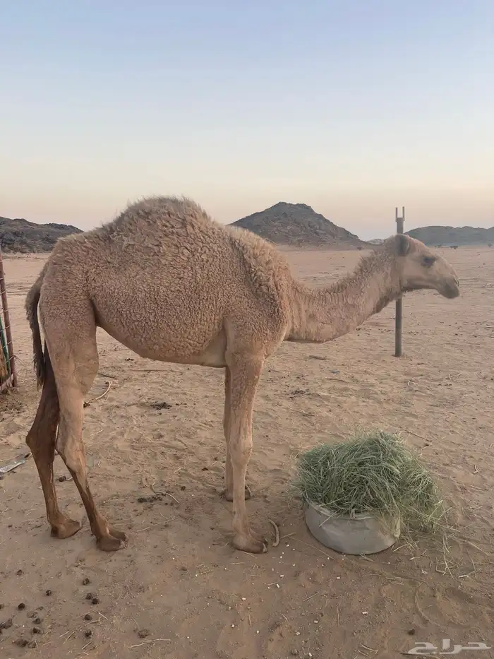 بكره مفرودة سمين 1