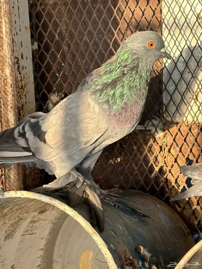 حمام نفاخي 3