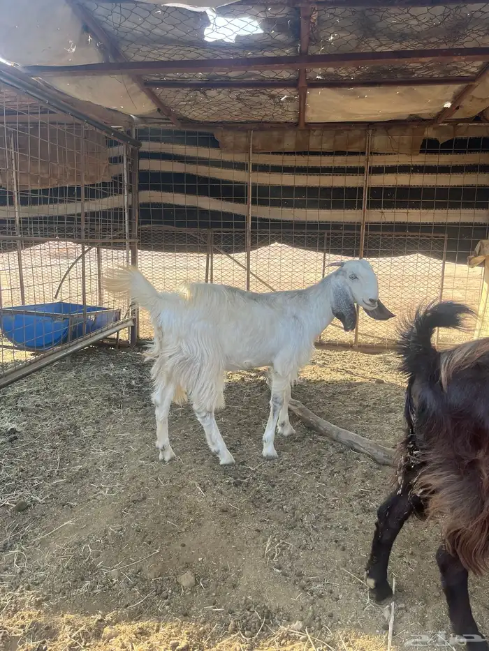 معزا للبيع 2