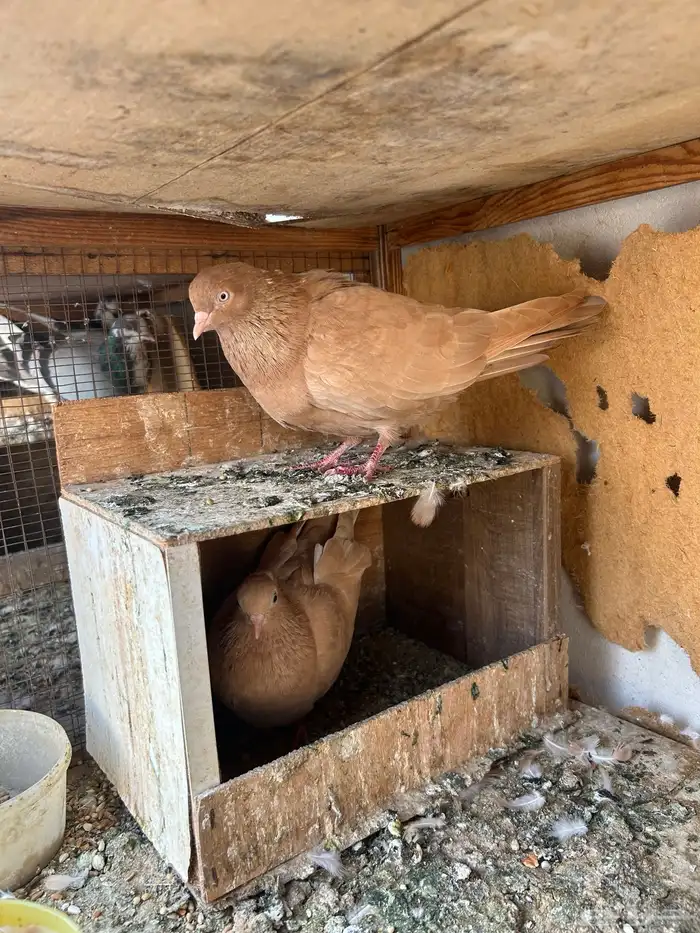 قلاب ارضي - انقليزي 4