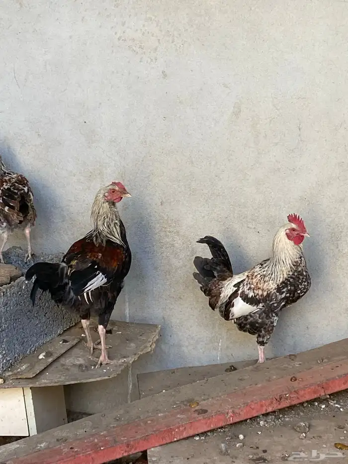 ديوك بلديه 1