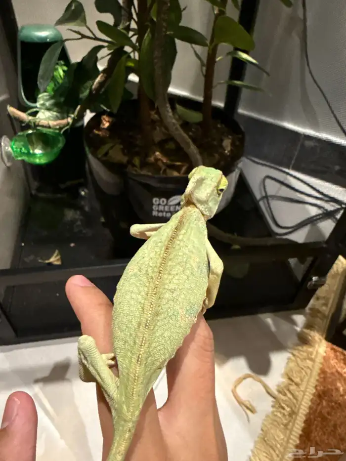 حرباء العاديه 1