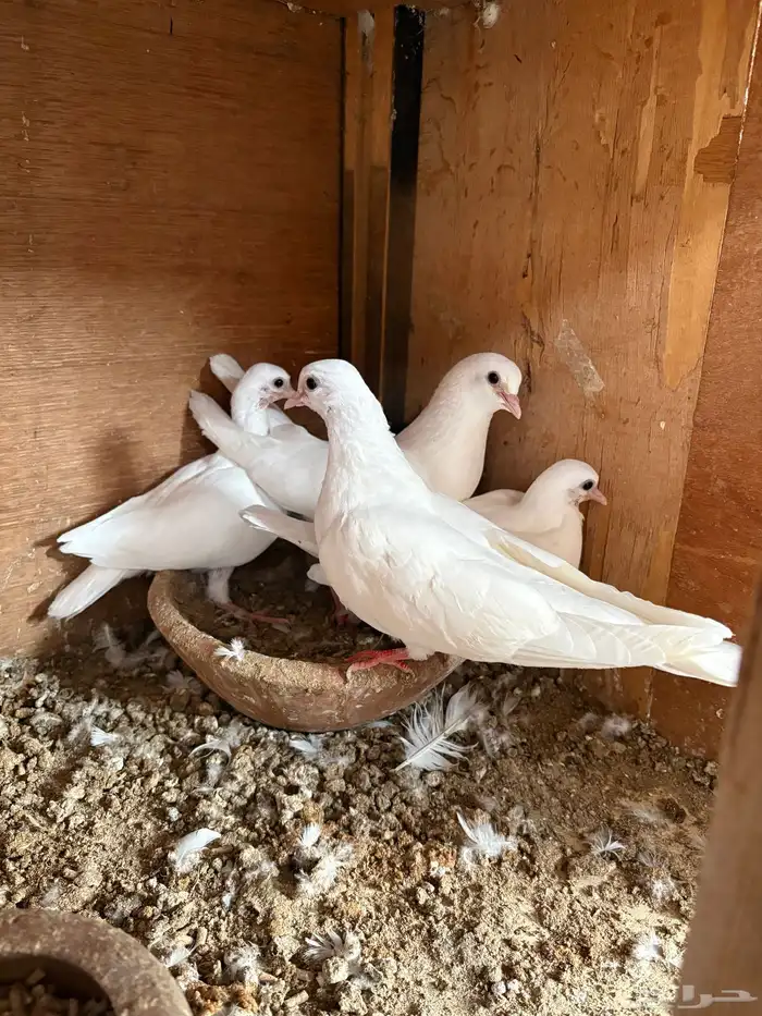 جوز صنعاني ابو شيبه 1