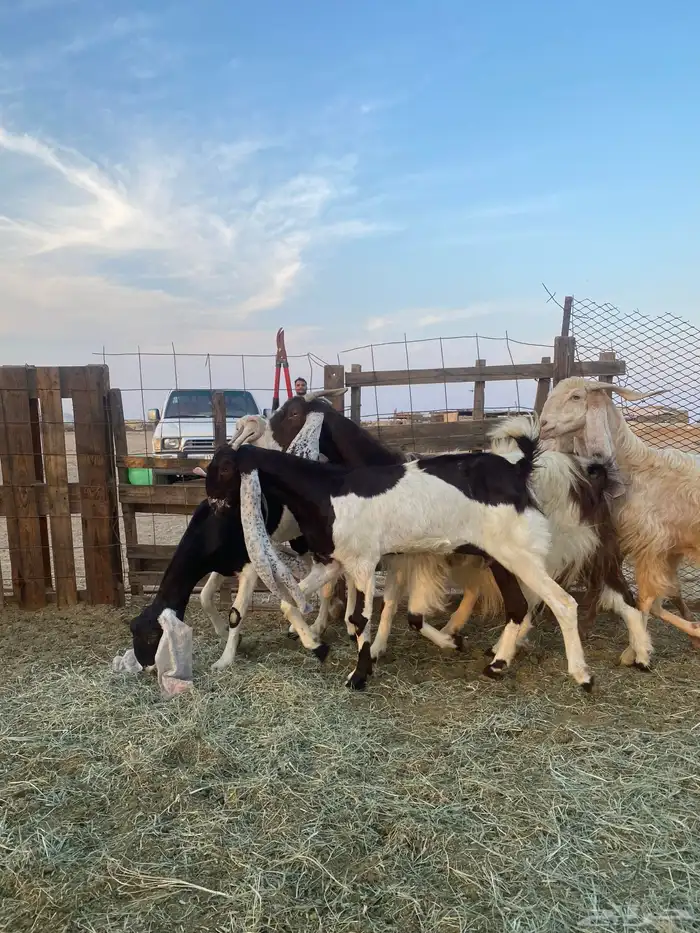 للبيع معزا مشاريك وهولنديه صنف الصنف 6