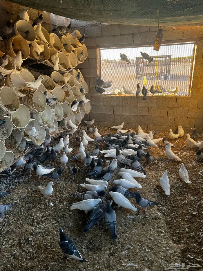 حمام للبيع 5