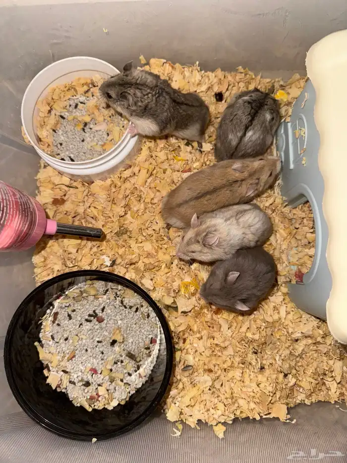 هامسترات للبيع الحبه 25   كلهم ذكوره اليفين والصحه فل الفل 0