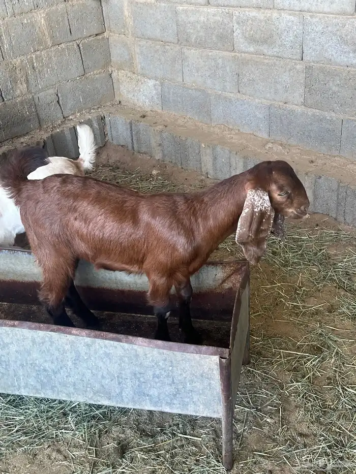 عنزين ولد تم الببيع 3