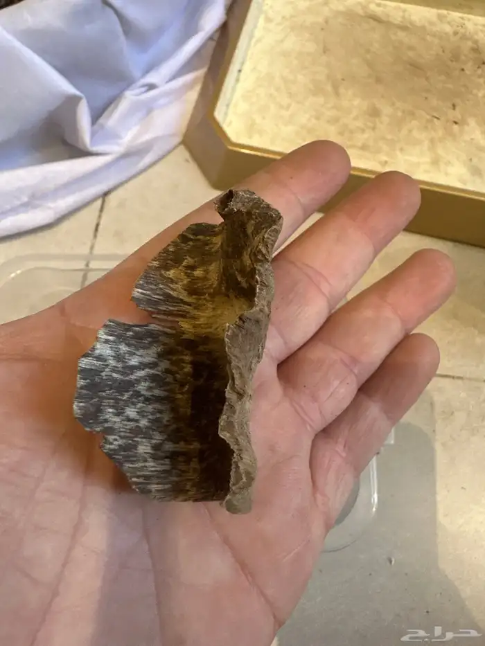 عود سيلاني قديم غابة ادمز ( تم البيع ) 9