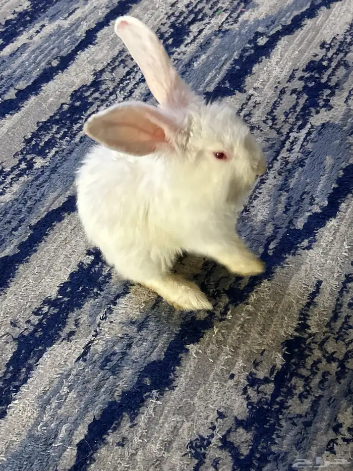 ارنب للبيع مع قفص 65 3