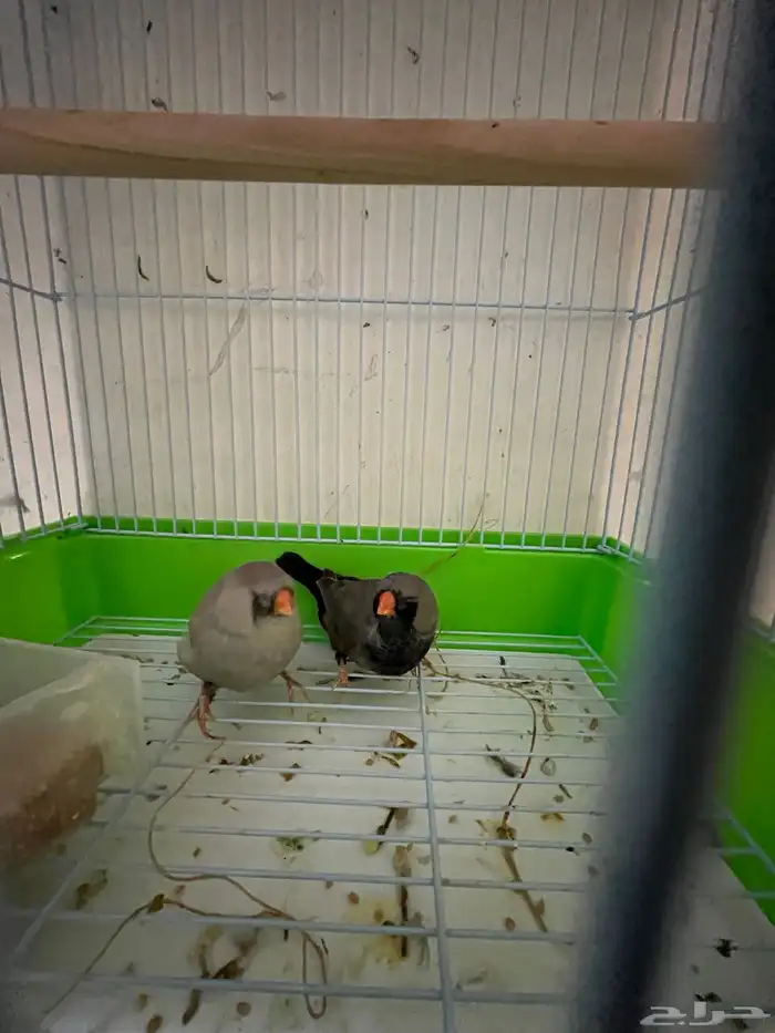 جوز زيبرا شاركول 1