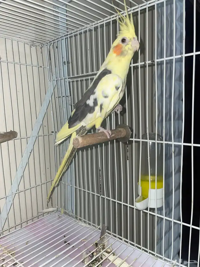 انثى كروان منتجه شرط 0