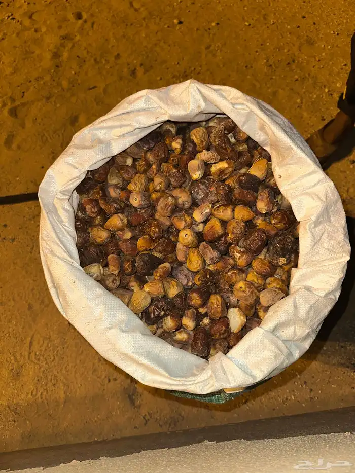 تمر علف للغنم 1