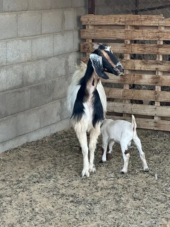 عنز عليها تيس سديس 1