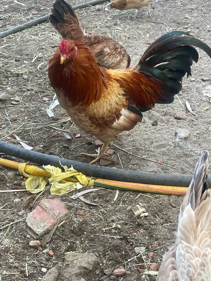 سومو سومه طيبه والطيب ما نختلف معه 1