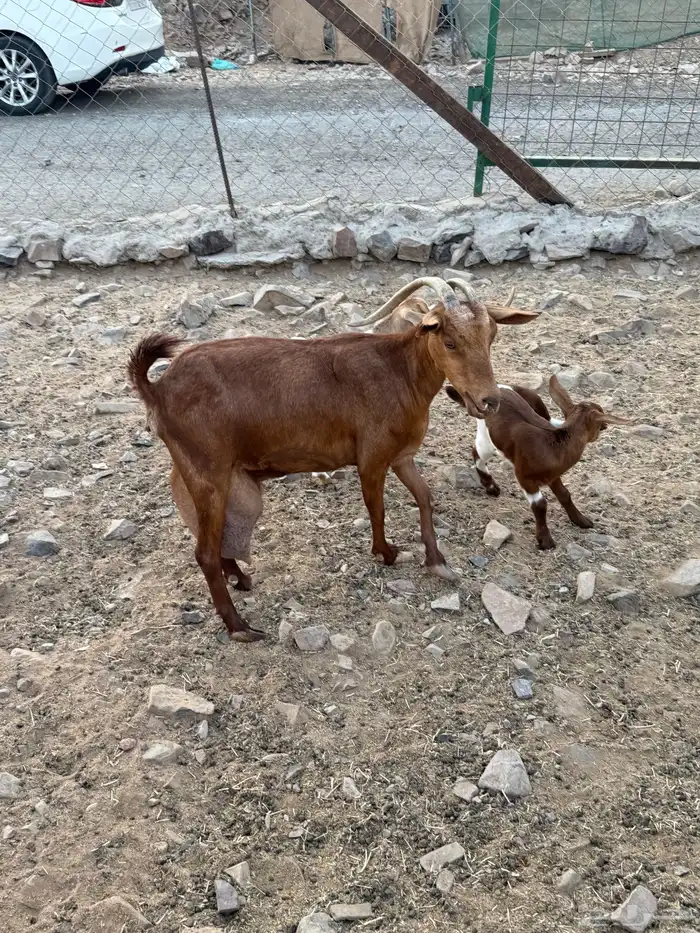 عنز محايليه متوم 4