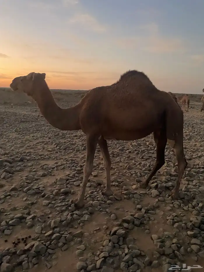 حمرا دهما لقحه 1