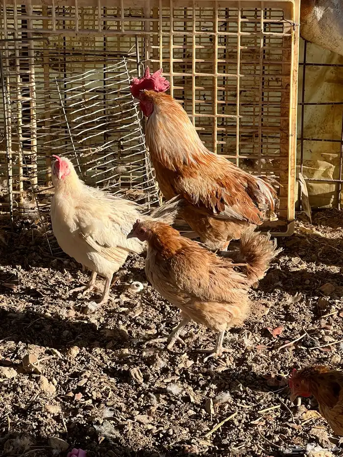 للبيع ديوك بلدي 3