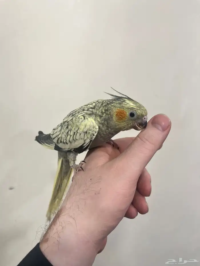 كروان تربيه فراشه 1