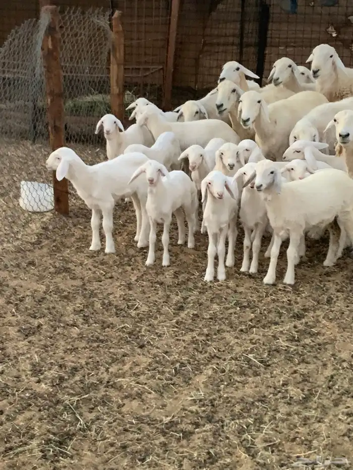 للبيع غنم حريات مواليد 0