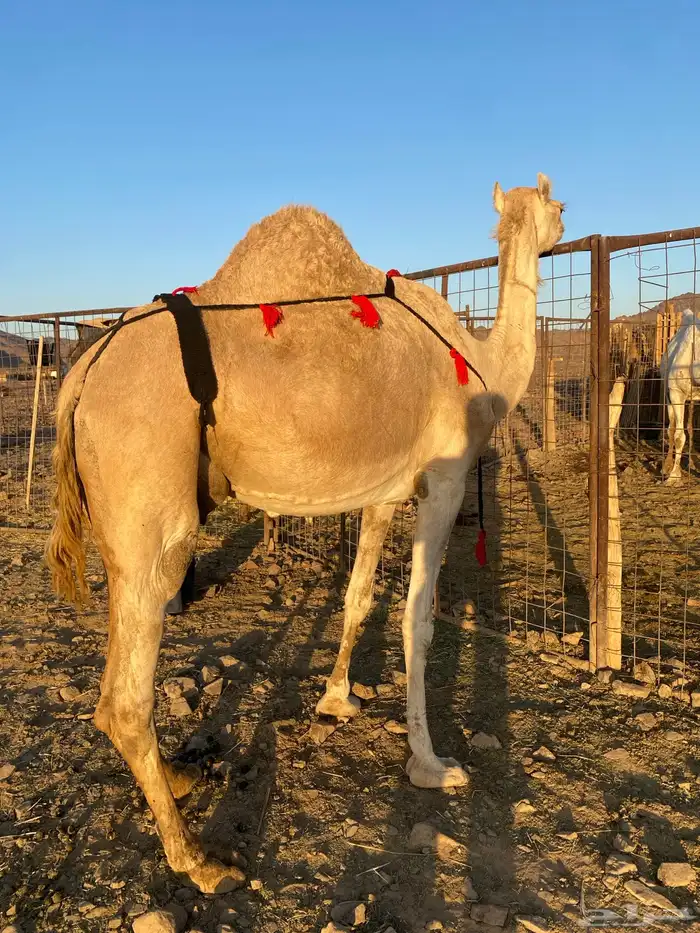 خلفه مصغر وصغيرة سن وتحتها بكره طيبه تممم البيعع 3