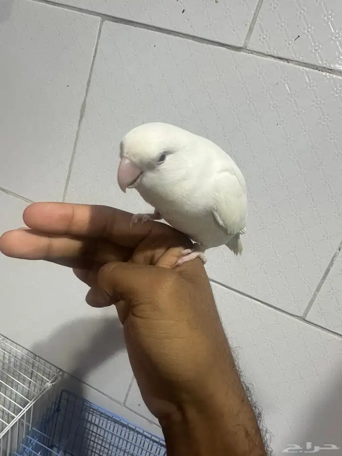 روز اناثي اليفه وشرط منتجه 4