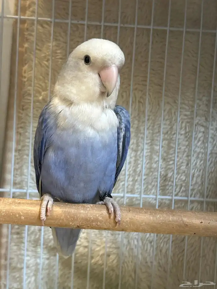 جوز روز منتج 1