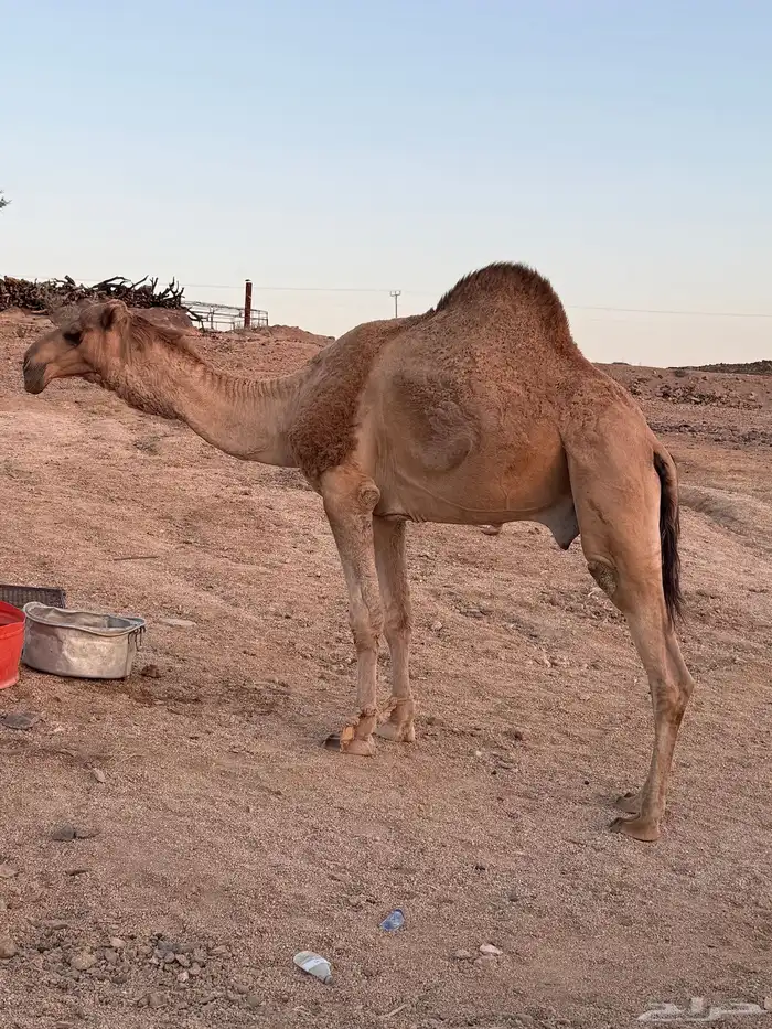 جمل اللون حمرالسن رباع بوه بعير بن رفعان 4