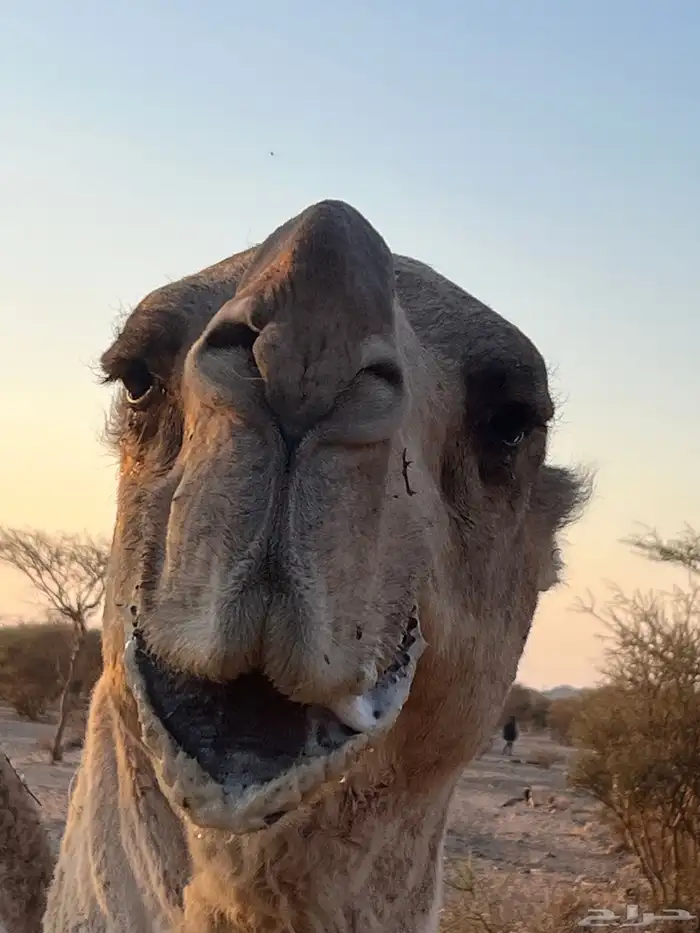 بعير عل جميع اشروط البيع 0