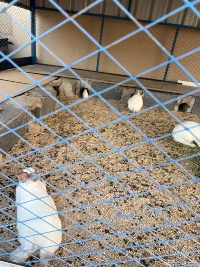 أرانب فرنسيه 1