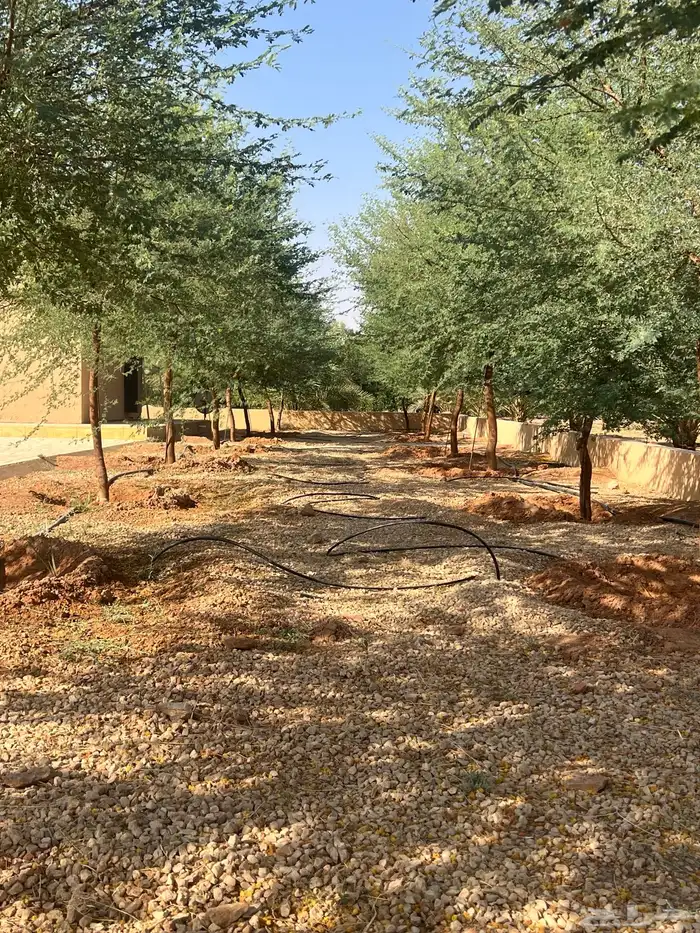 العنوان شقراء 8