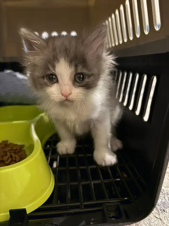 قطوه انثى شيرازي 0